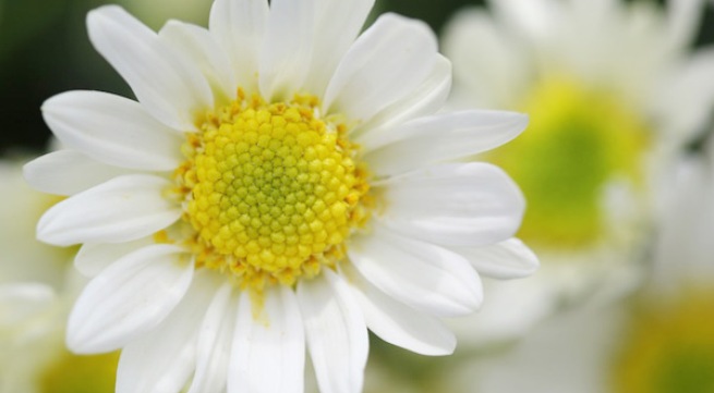 Liệu pháp độc đáo trị chứng đau đầu